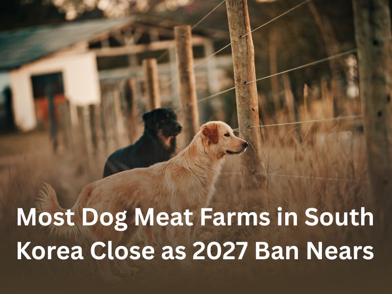  Korea News