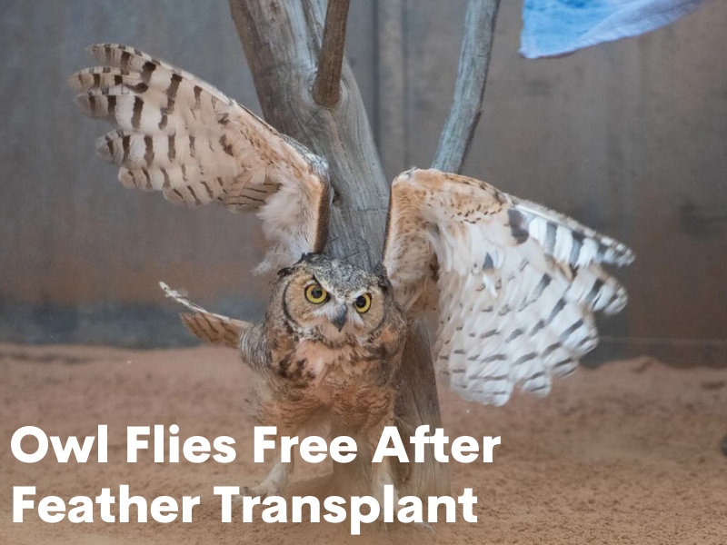 Owl Flies Free After Feather Transplant
